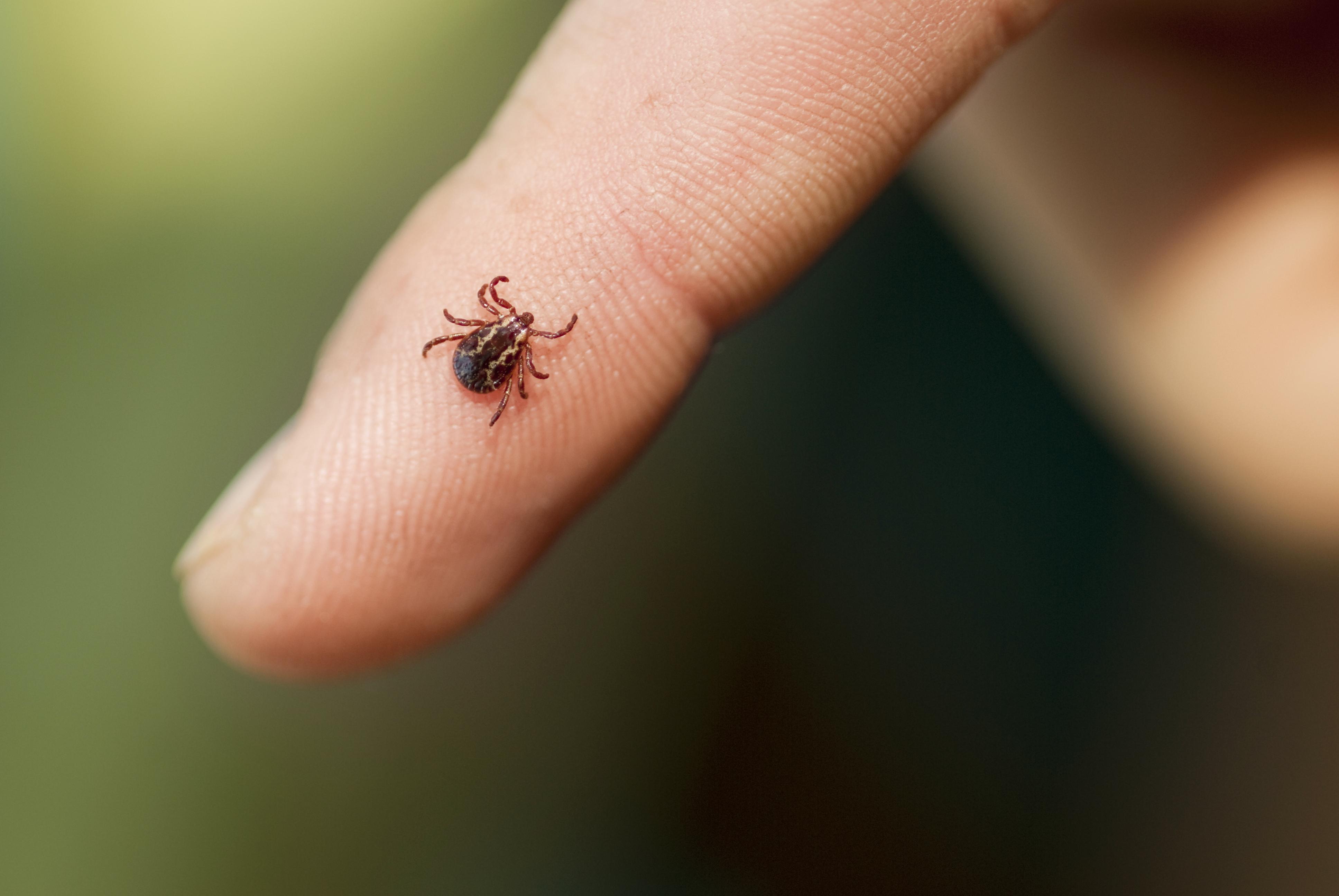 wood tick on finger