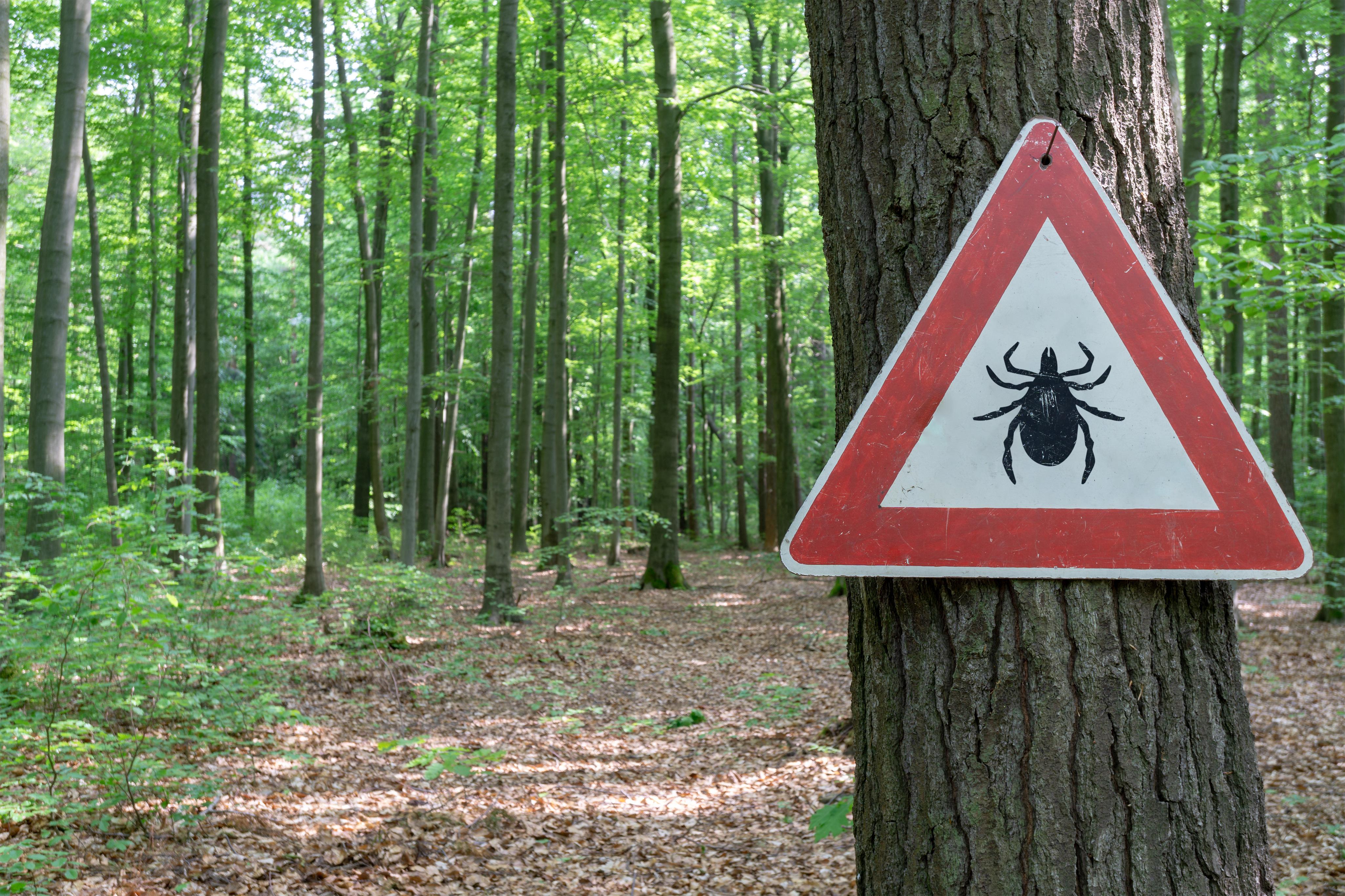 Tick warning sign posted on a tree in a wooded forest.