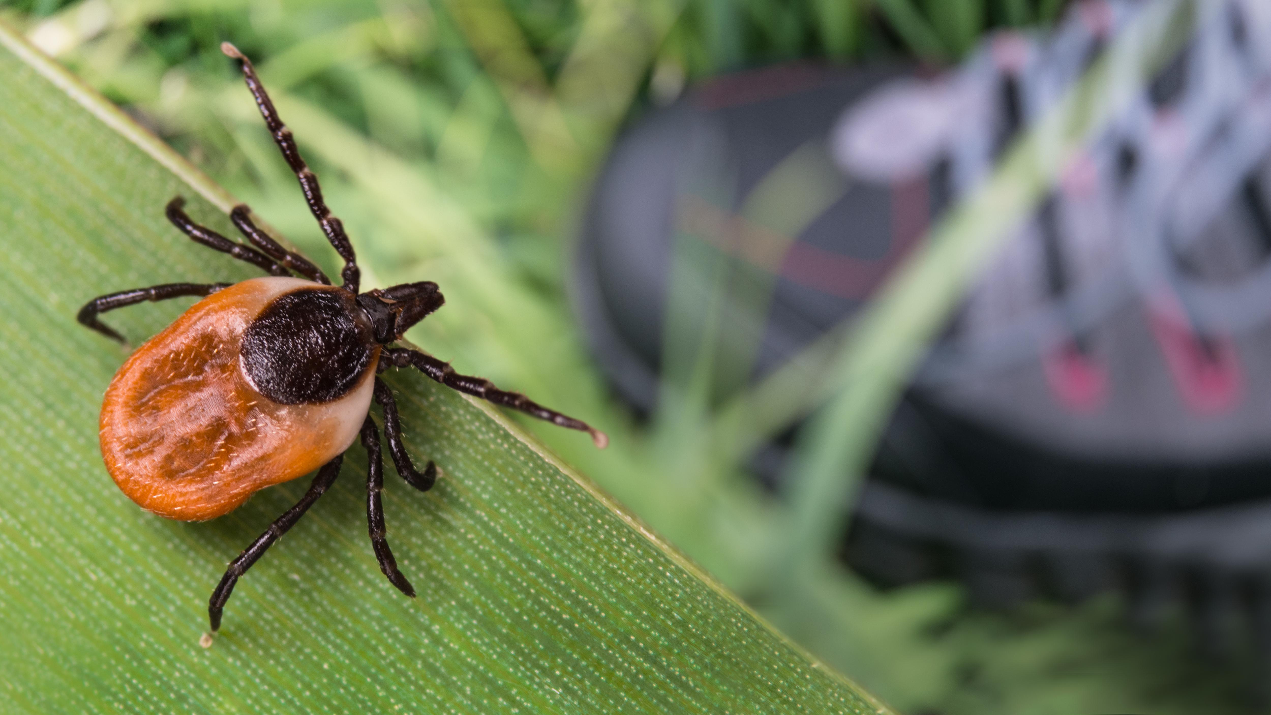 Ixodes scapularis (blacklegged or deer ticks) on a leaf by a hiker's boot.