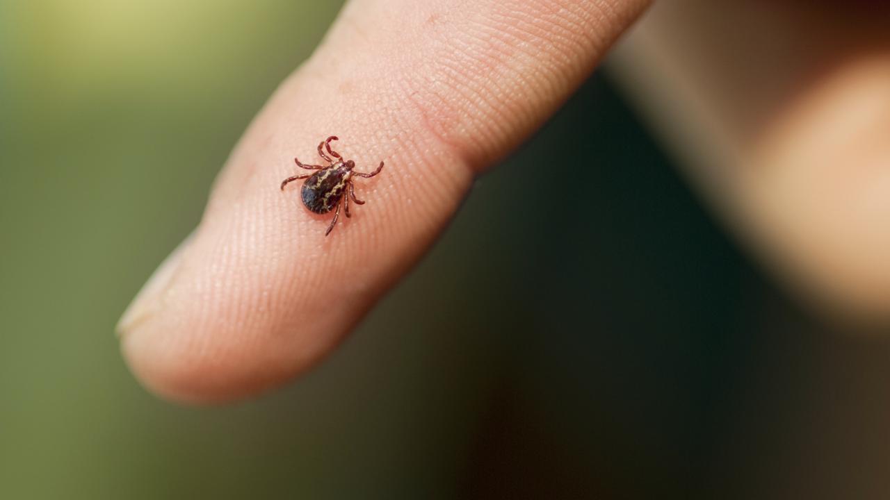 wood tick on finger