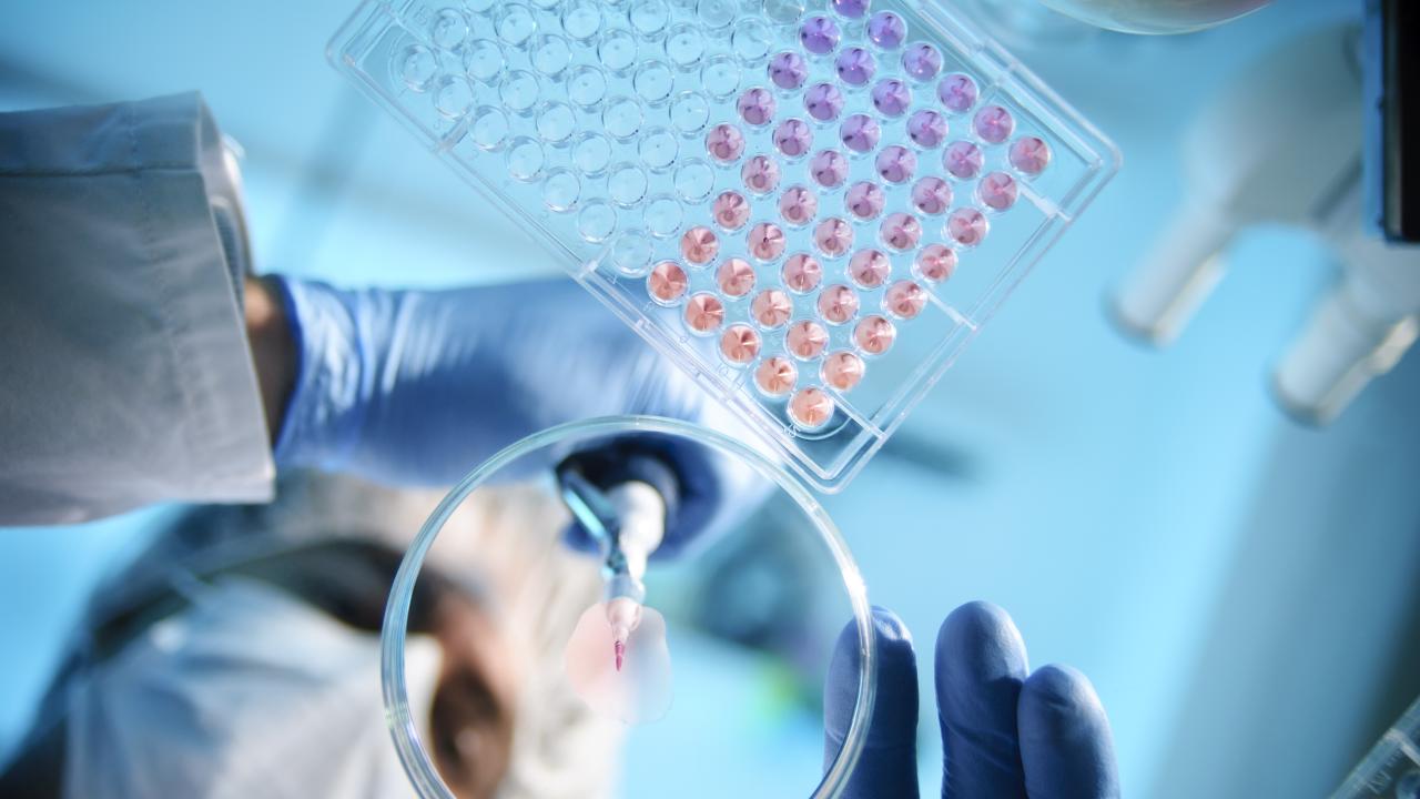 Researcher is placing samples on a Petri dish