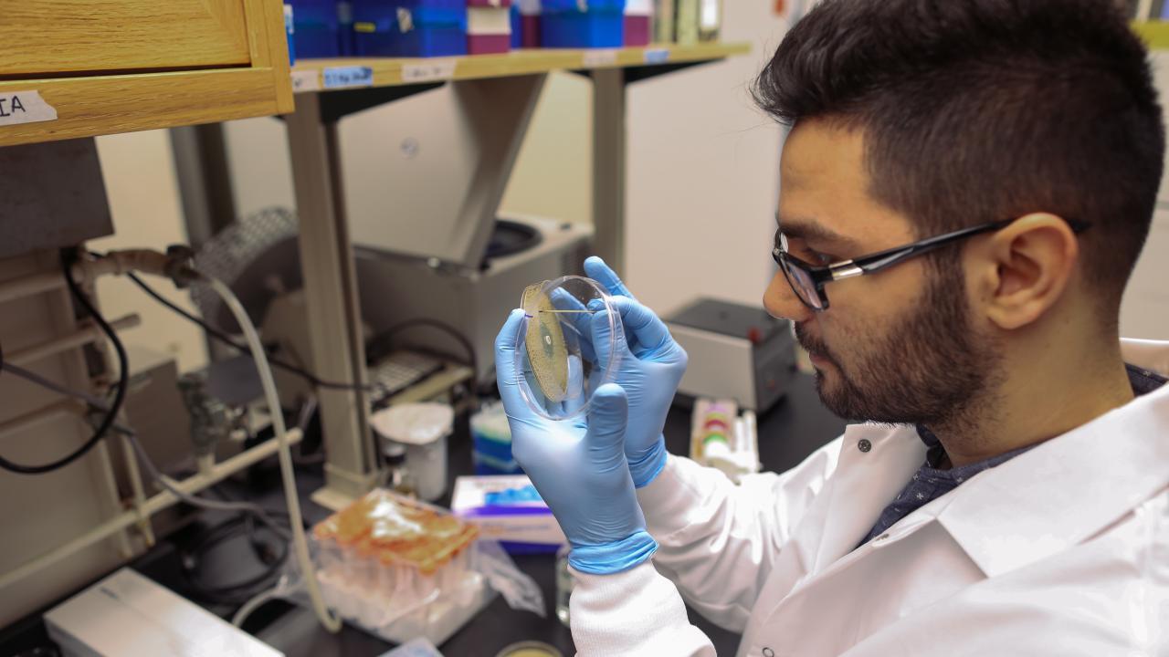 Researcher is performing a test in a petri dish
