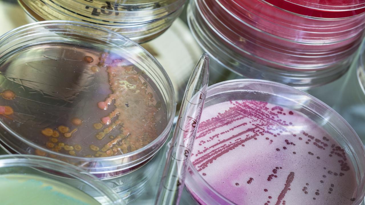 Medium Bacillus and bacteria testing in laboratory process