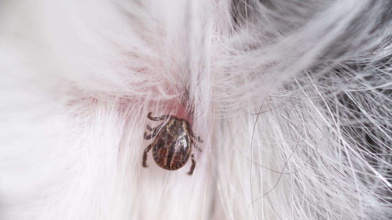 Macro photograph of a small tick embedded in the skin of a dog.