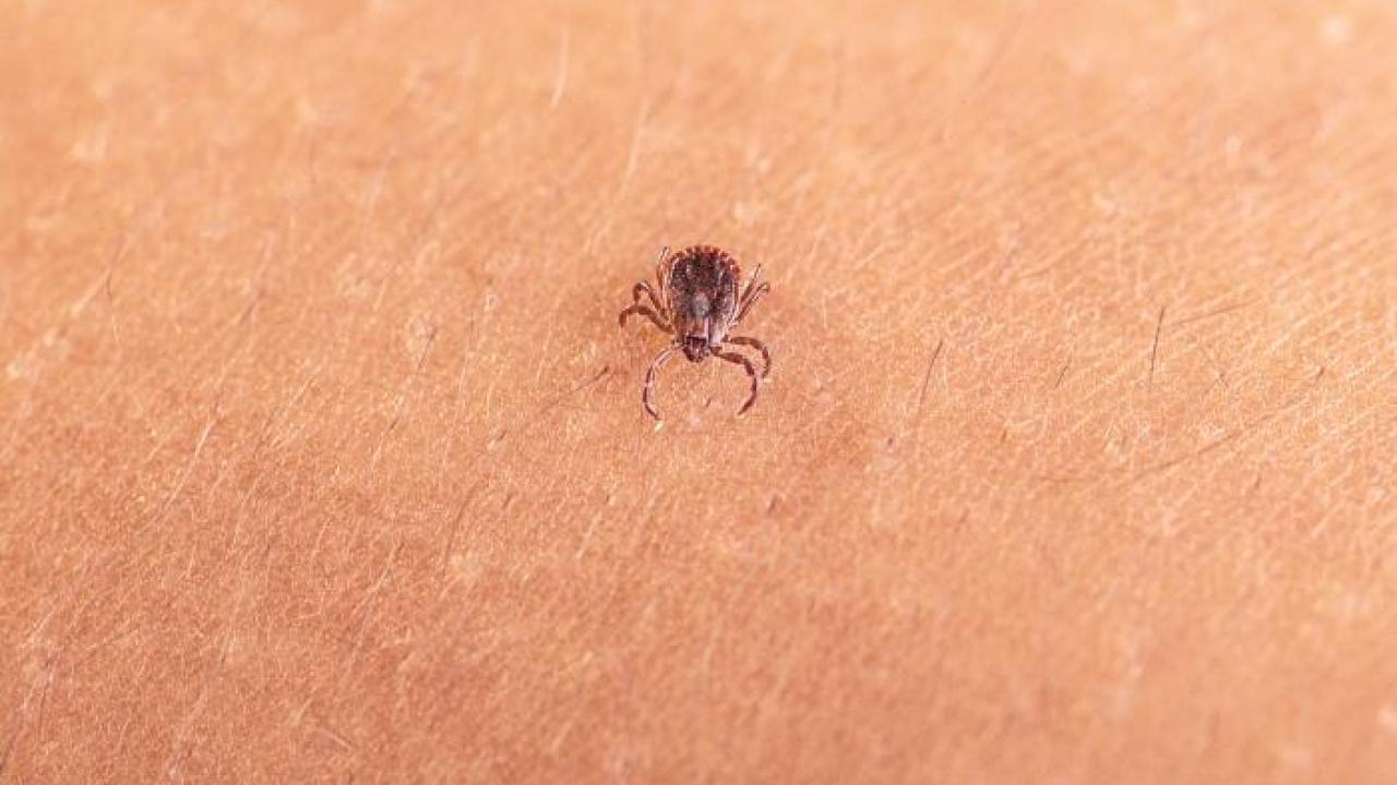 This image depicts an adult female Asian longhorned tick, Haemaphysalis longicornis, that was crawling on a person’s skin.